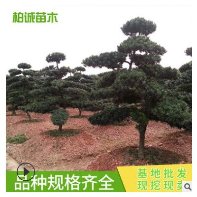基地供應批發 造型羅漢松 園林綠化造型樹 易成活 造型松