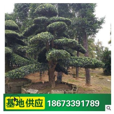 造型羅漢松 庭院綠化苗木苗農種植 基地供應羅漢松小苗 誠信經營