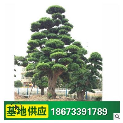 園林綠化苗木 造型羅漢松 園林公園小區植物 優美風景樹