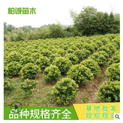 供應 金森女貞球 庭院綠化植物金森女貞 大量供應綠化工程苗木