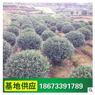 供應茶梅球 綠化苗木 茶梅小苗道路綠化 綠化灌木 價格優惠