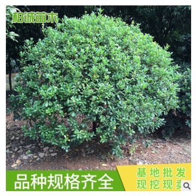 海桐球 綠化工程苗 樹形美 綠化灌木 園林庭院海桐球苗 價格優惠