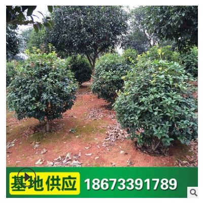 桂花球 綠化灌木城市綠化工程 桂花小苗 市政園林桂花