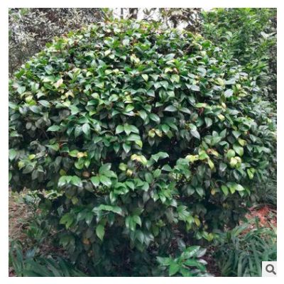 綠化苗木山茶花 湖南山茶花苗 貨源充足 價格實惠 可批發
