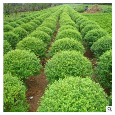 出售小葉女貞球 小葉女貞球小苗 貨源充足 價格實惠 易成活