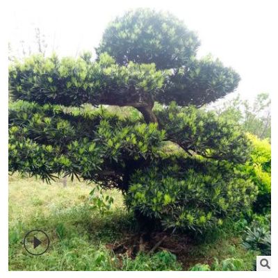 綠化苗木羅漢松 羅漢松樁景 造型羅漢松 胸徑12公分羅漢松
