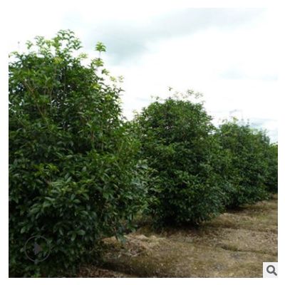 湖南四季桂球價格 綠化苗木四季桂球 貨源充足 價優 樹形優美