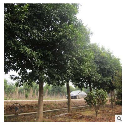 常綠喬木杜英樹 工程景觀景觀綠化樹 量大價優 苗圃直供