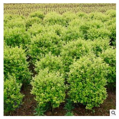 長期出售精品金葉女貞球 湖南苗木基地直供 綠化風景樹 價低