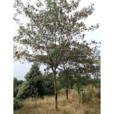 合歡供應_江西九江合歡