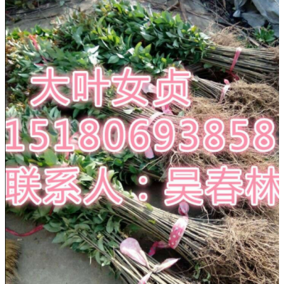 供應大葉女貞苗子價格_江西大葉女貞苗木批發