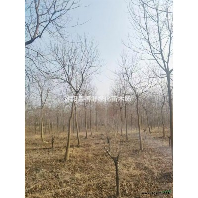 金葉連翹價格金葉連翹產地金葉連翹圖片金葉連翹價格