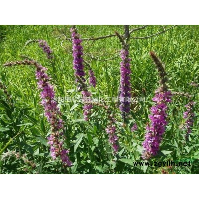 江蘇大小規(guī)格紅楓基地