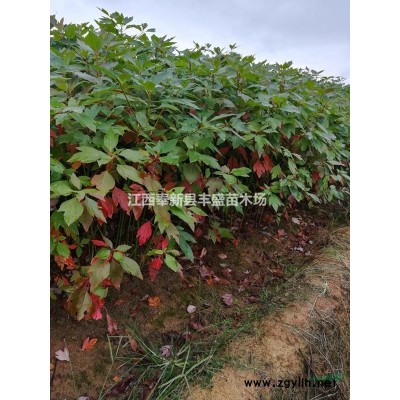 江西青錢柳介紹 江西青錢柳特征/用途