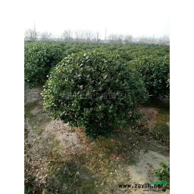 浙江黃金槐  地徑5-15公分黃金槐