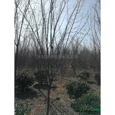 紫葉小檗行情報價\紫葉小檗圖片展示