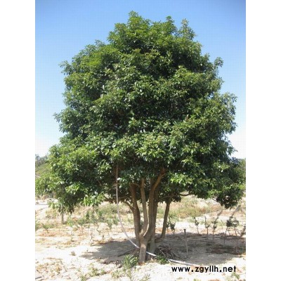 紅葉石楠杯苗，紅花繼木杯苗，金森女貞杯苗，杜鵑杯等大小杯苗