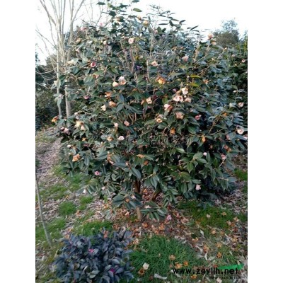 專供無刺構(gòu)骨