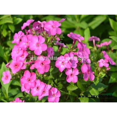 辛夷樹(shù)/楓楊/紅楓/櫻花/紅葉石楠/紅梅/臘梅/木槿/紫玉蘭