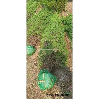 紅帽子月季/月季/高桿月季/月季小苗