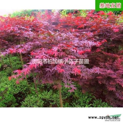 紅葉石楠球 80至120公分 綠化工程 直銷紅葉石楠苗 基地