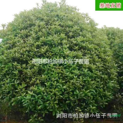 批發 楊梅樹 5至15公分 供應園林綠化工程苗木庭院綠化 基