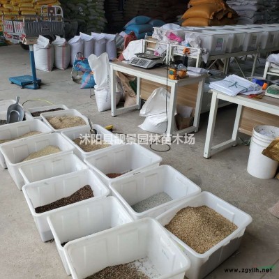 供應國槐苗.紫荊苗.垂柳苗.欒樹苗.木瓜苗.高桿女貞苗價..