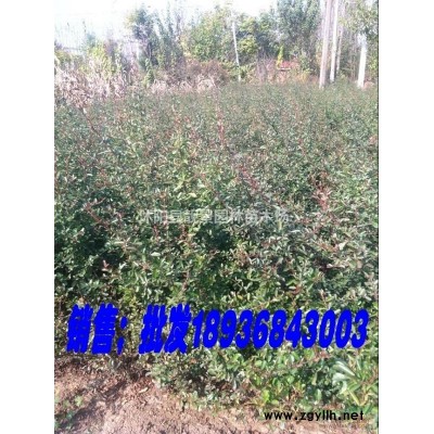 沭陽欒樹小苗/欒樹產地/欒樹8公分粗/欒樹及時報價