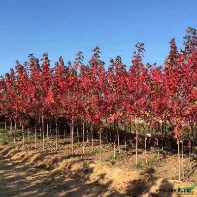 白皮松行情報價\白皮松圖片展示