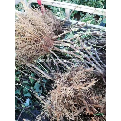 苦楝  國槐 法桐