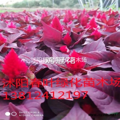 雪松價格_雪松圖片_雪松產地_雪松基地