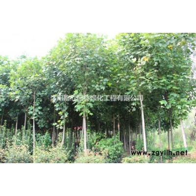 樸樹(shù)/廣玉蘭/紫薇/春鵑/夏鵑/紅花繼木/紅葉石楠/江蘇大樸