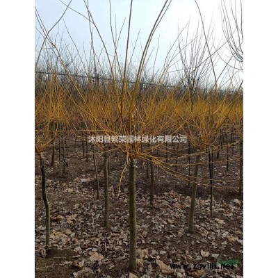 廣玉蘭價格200元 /2019新廣玉蘭價格表 /米徑8公分