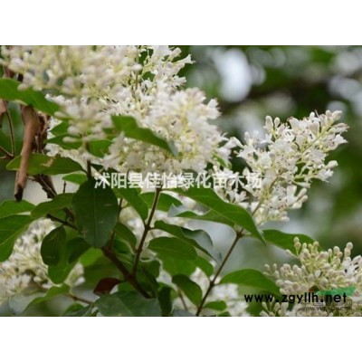 香樟樹苗  香樟樹大香樟樹價格園林綠化 小區綠化