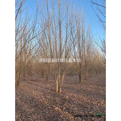 香樟樹哪里便宜香樟12