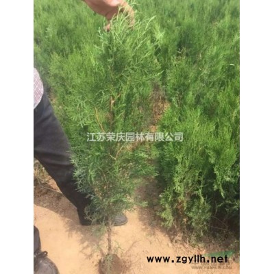 江蘇常年供應規格5公分~20公分銀杏樹 銀杏樹價格