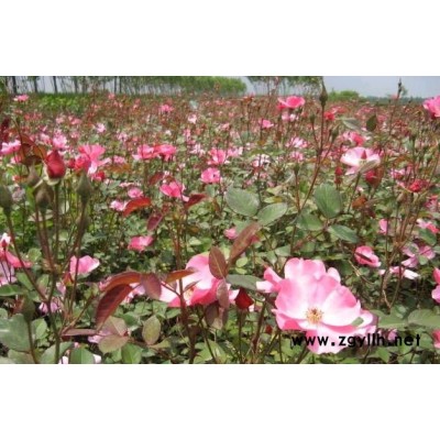 專業銷售8-40公分櫸樹.重陽木.法桐.銀杏