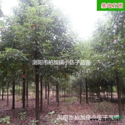 批發供應香樟樹 全冠 10至12公分 工程苗 常綠喬木 市政