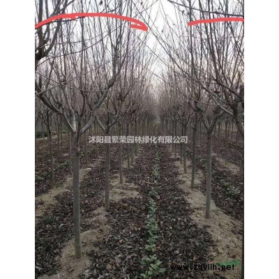 叢生大葉女貞/江蘇地區大葉女貞價格/女貞回去