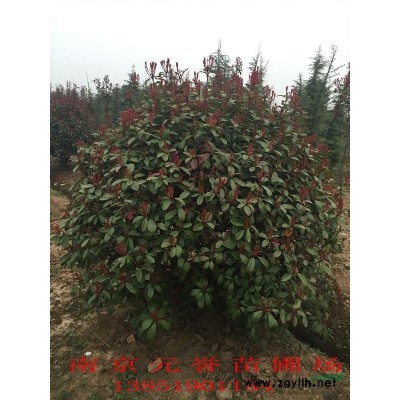 江蘇南京高桿女貞，冬青樹，大葉女貞，小葉冬青，女貞報價
