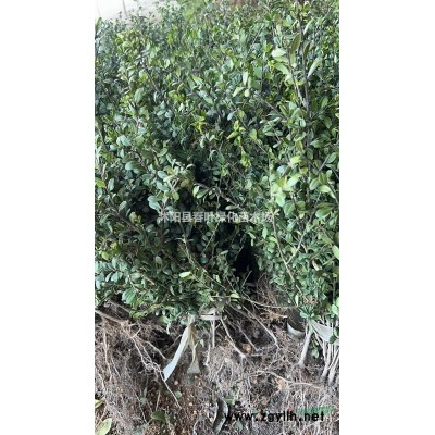 江蘇桂花圖片展示/江蘇精品桂花苗圃基地