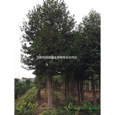 供應(yīng)湖南杜英；杜英供應(yīng)；杜英樹，杜英價格，移植杜英