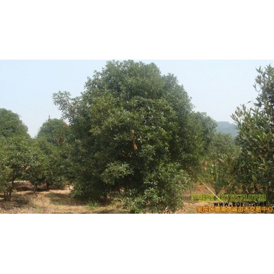 米徑15杜英平頭帶冒