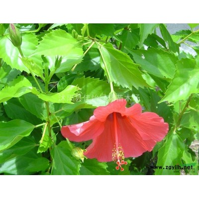 馬褂木樹苗  鵝掌楸樹苗 馬褂木苗圃馬褂木小區綠化園林綠化