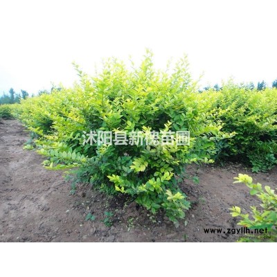 供大規格紅楓8-30CM