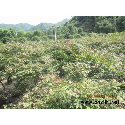 浙江地區供應2-3公分紅葉李