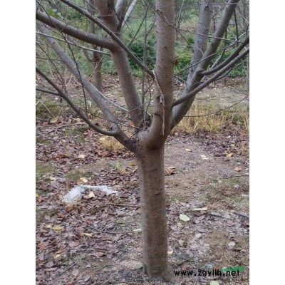 浙江嵊州供應8―20紅楓