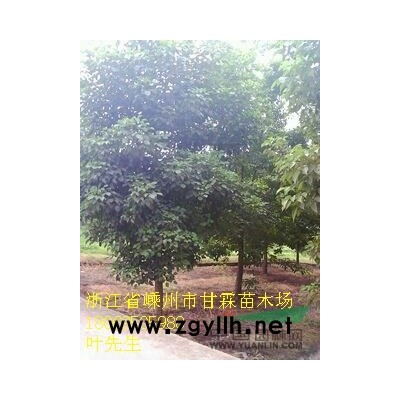 紅葉李、紫葉李