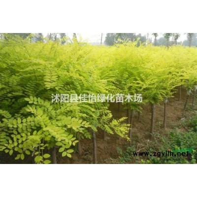 紅葉石楠紅葉石楠苗 紅葉石楠球紅葉石楠樹高桿紅葉石楠園林綠化