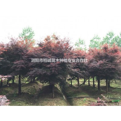 供應(yīng)紅葉石楠，8公分紅葉石楠，湖南紅葉石楠樹,紅葉石楠柱價格